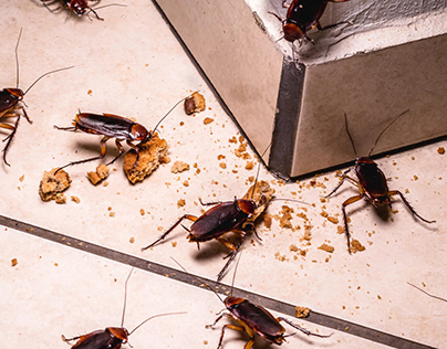 Effective Cockroach Pest Control Services