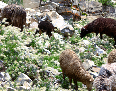 Sheep in the Andes
