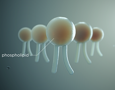 phospholipid (Micro Visual)