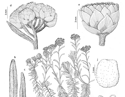 Botanical illustration - Helichrysum valentinum