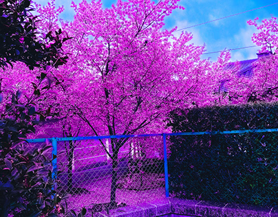 Path Cherry Blossoms