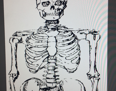 Human Anatomy - Skeleton