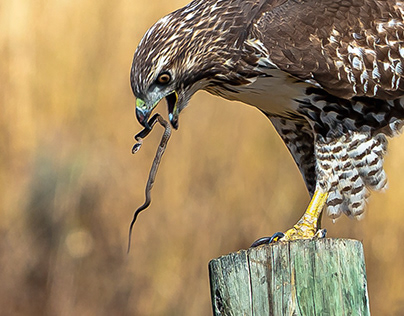 Red-tailed Hawk vs Snake-Pearl Lake State Park-Colorado