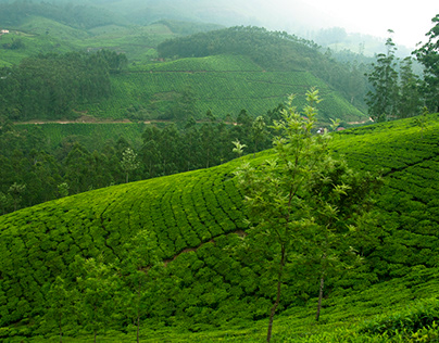 Kerala (God's Own Country)