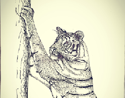 The royal bengal tiger