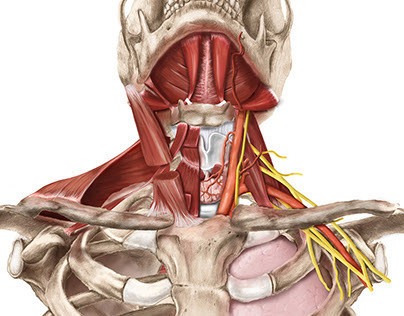 Neck Anatomy
