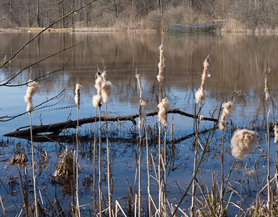 Balade sur les bords de l'étang de Lachaussée.