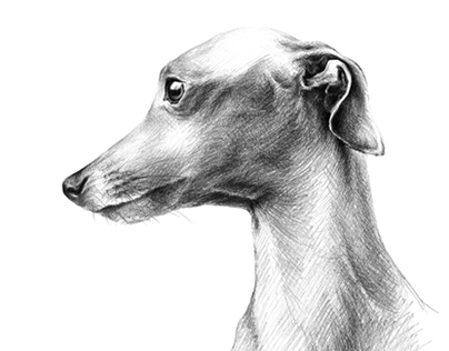 Delicate | Italian Greyhound dog portrait
