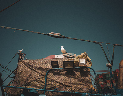 Pigeon of Essaouria