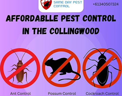 Expert Pest Control Services in Collingwood