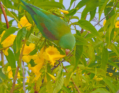 Costa Rican Parrot 2