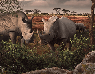 Rhinos! - photo manipulation