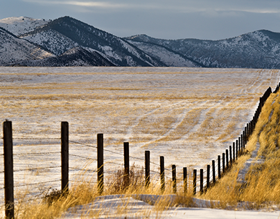 Winter Fence Line