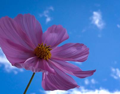Universe Flower 🌸
       " Cosmo Bipinnantus "