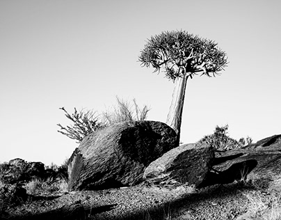 Quiver Trees of Africa