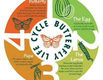 Infographe about butterfly life cycle