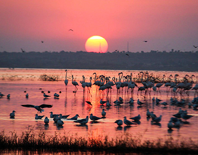 Bhigwan Bird Sanctuary