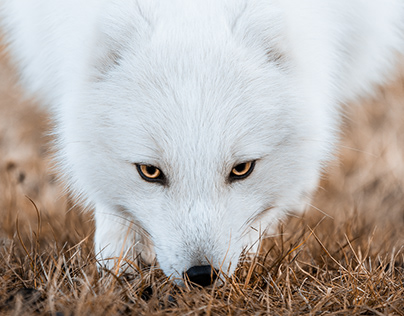 Arctic Foxes of Þórsmörk