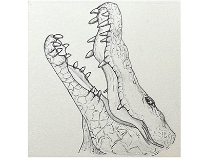 Alligator Sketch Series