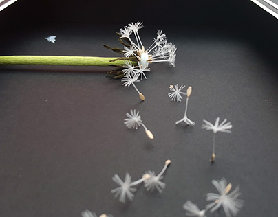 Blowing Dandelion Seeds Paper Art by Richard Danson Art