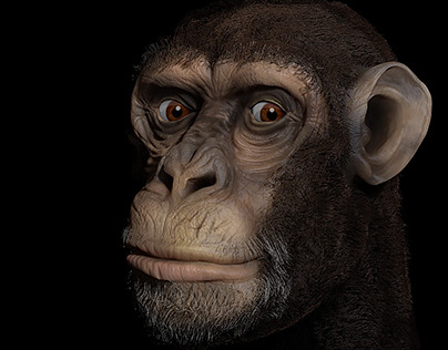 3D Sculpted Chimp Head