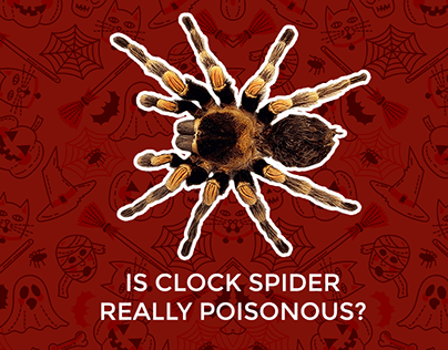 Is Clock Spider Really Poisonous? - YOUASKWEANSWER.NET