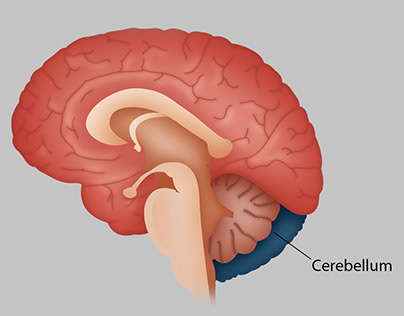 Human Brain.