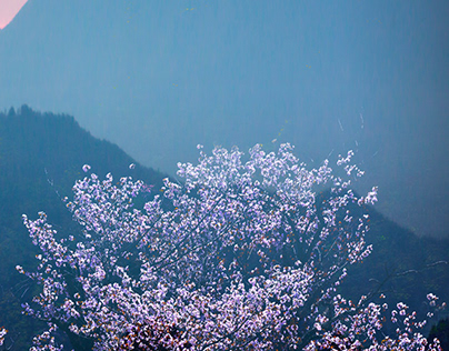 cherry blossom scene