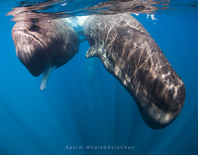 Serm whale / Sri Lanka
