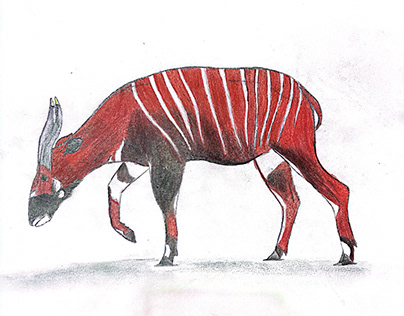 The Bongo Antelope