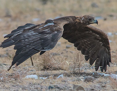 Mongolian Eagle Hunter portrait I