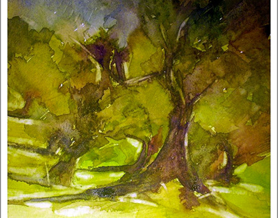Olive Trees - Watercolor