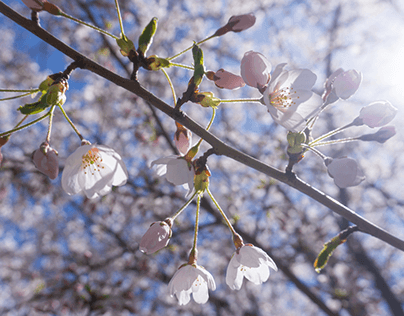 Project thumbnail - Photography - Sun-Kissed Sakura