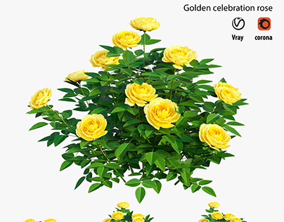 Golden celebration rose