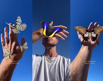 Tropical Forest AR Butterfly Collection