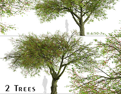 Set of Brachychiton acerifolius Trees(Flame bottletree)