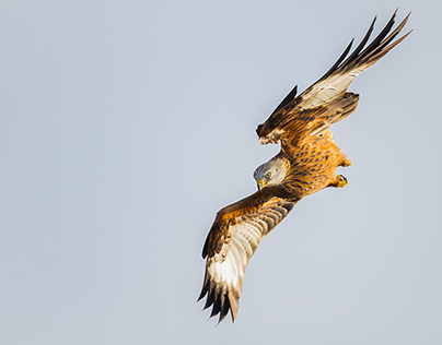 Red Kite Collection 4
