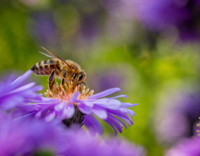 Die Biene im Garten