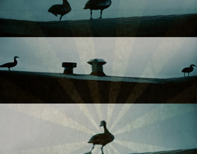 Three images of ducks on roof from sunrise to sunset