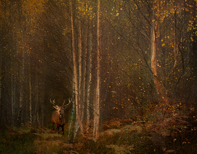 Stag Forest