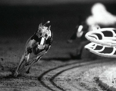 BCIT - Greyhound Derby Publication