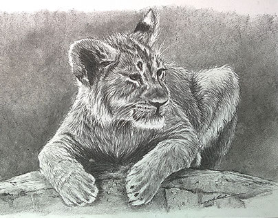 Leo le lionceau
