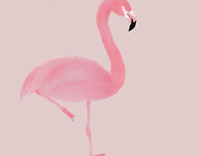 Bird flamingo