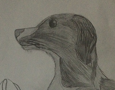 Harley the Daushal (beagle dash hound)