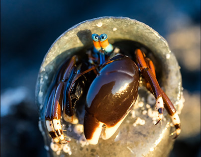 Angry Hermit Crab