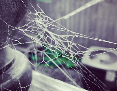 Spiderwebs with morning dew