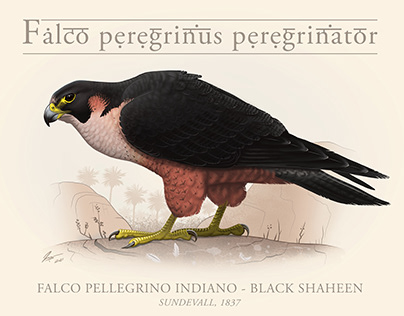 Indian Peregrine Falcon - Illustration