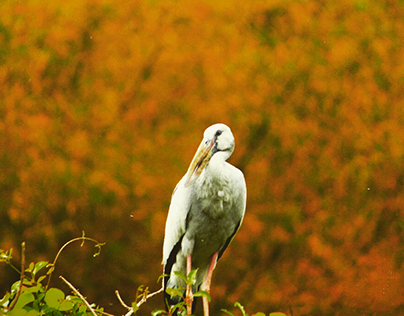 ranganatitu bird Sanctuary