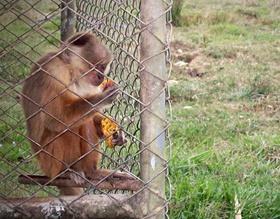 El mono en la jaula
