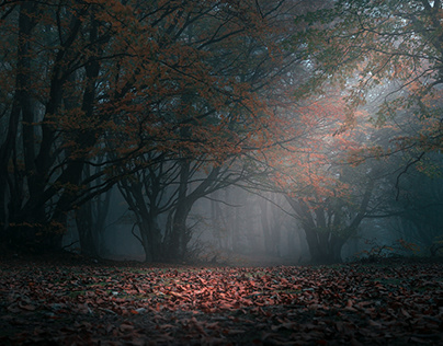 Canfaito's beech trees between fog & silence
